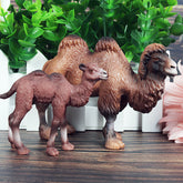 Wild Adventures with Big Camels and Pigs